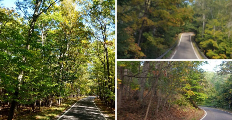 Few Michiganders know about this stunning 20-mile tree tunnel hidden in plain sight