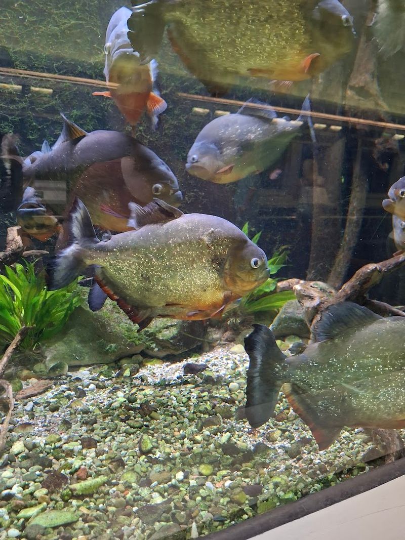 Fish Organized by Continent for a World Tour in One Room