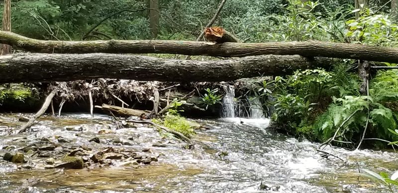 Fishing in Fowler Hollow Run for a Peaceful Afternoon Fishing in Fowler Hollow Run for a Peaceful Afternoon