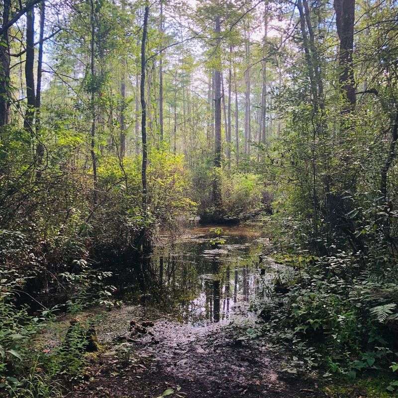 Fishing in a Peaceful, Secluded Setting