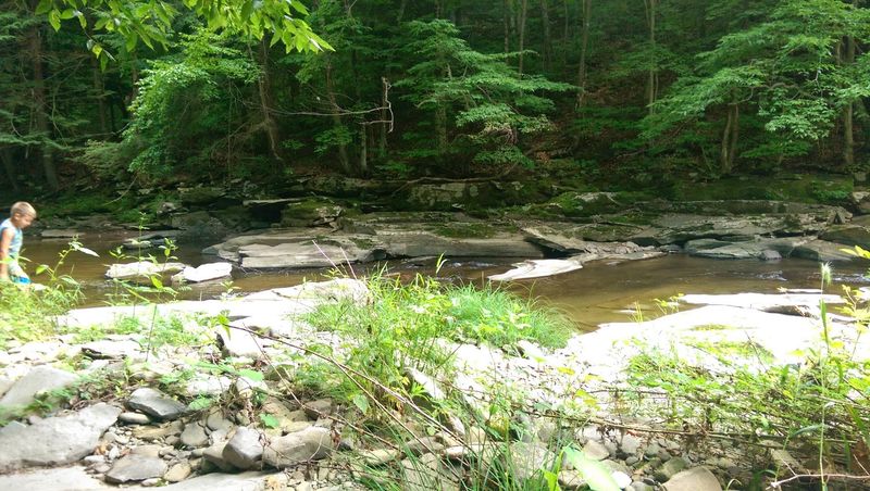 Fishing on Pine Creek, A Fly Angler's Dream Fishing on Pine Creek, A Fly Angler's Dream