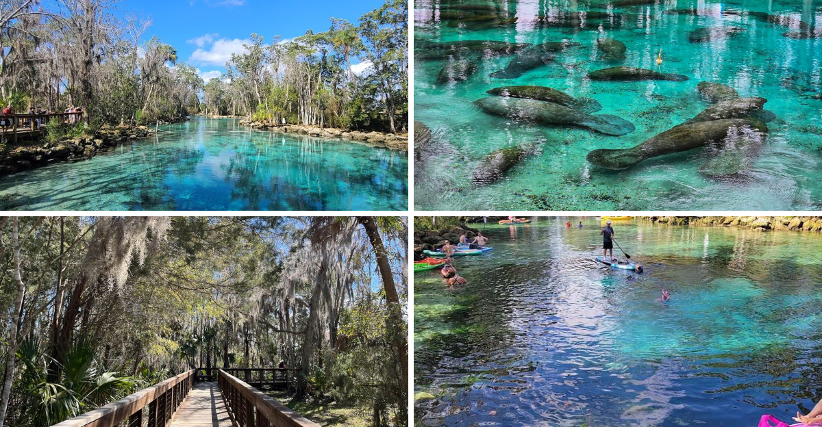 Floridas Famous Three Sisters Springs Looks Like A Natural Wonder Straight Out Of A Postcard