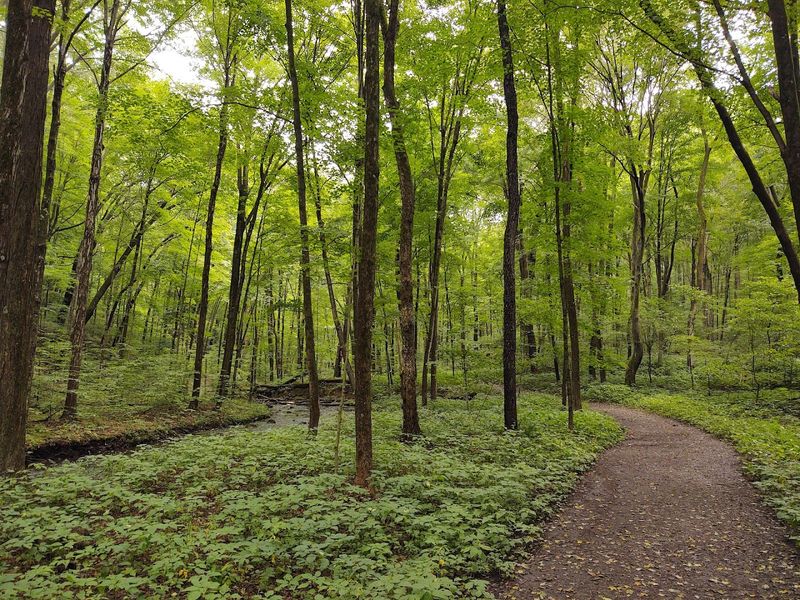 Forest Life Along the Trail: Trees, Plants, and Wildlife Forest Life Along the Trail: Trees, Plants, and Wildlife