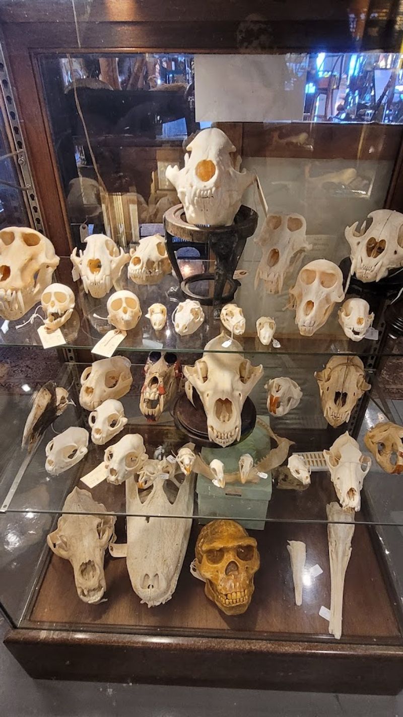 Fossils, Bones, and Natural History Treasures