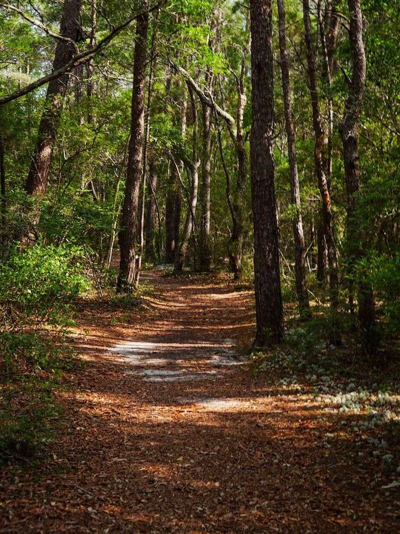 Four Beginner-Friendly Hiking Trails Through Old-Growth Pines