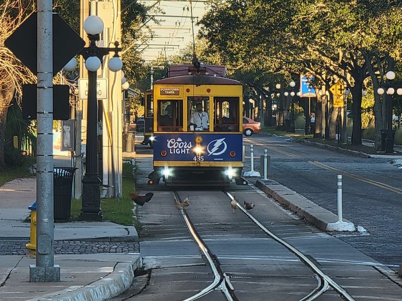 Free-Roaming Chickens: Ybor City's Beloved Feathered Residents