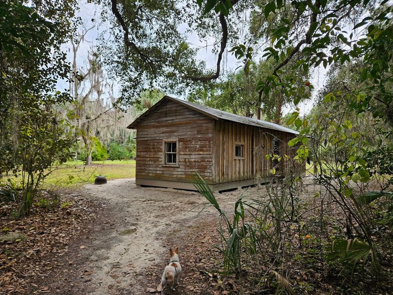 Free-Roaming Chickens and Ducks on the Property