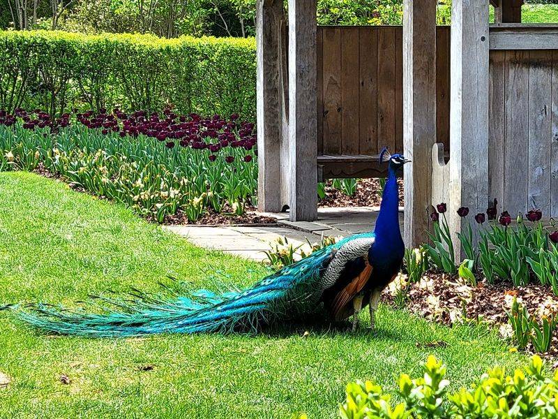 Free-Roaming Peacocks on the Grounds Free-Roaming Peacocks on the Grounds