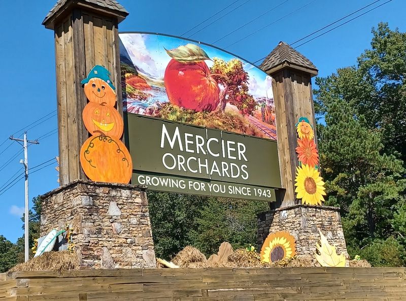 Fresh Apple Cider — Hot or Cold, Both Are Exceptional