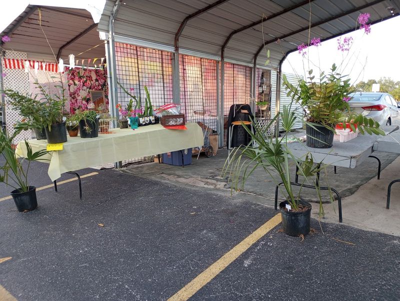 Fresh Plants and Unique Greenery for Garden Lovers on a Budget