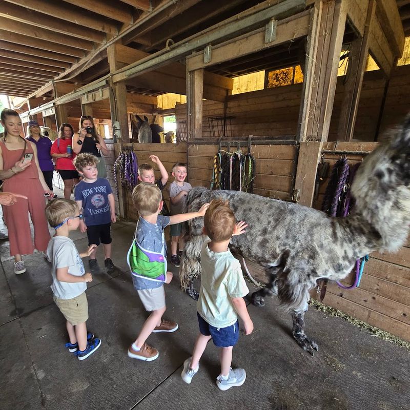 Getting Hands-On With Brushing, Feeding, and Petting the Llamas
