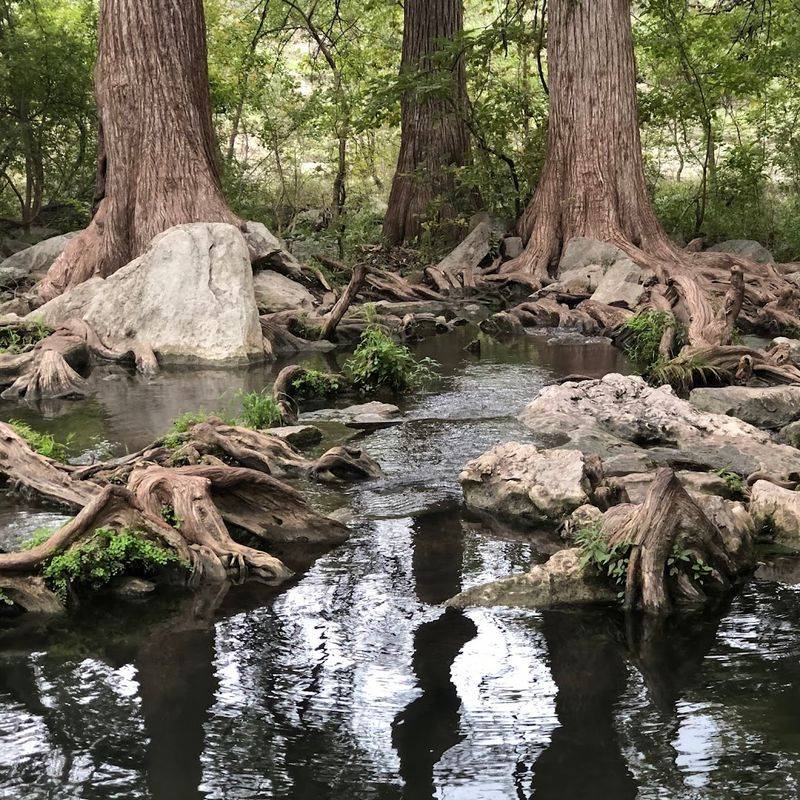 Giant Cypress Trees and Scenic Hill Country Views