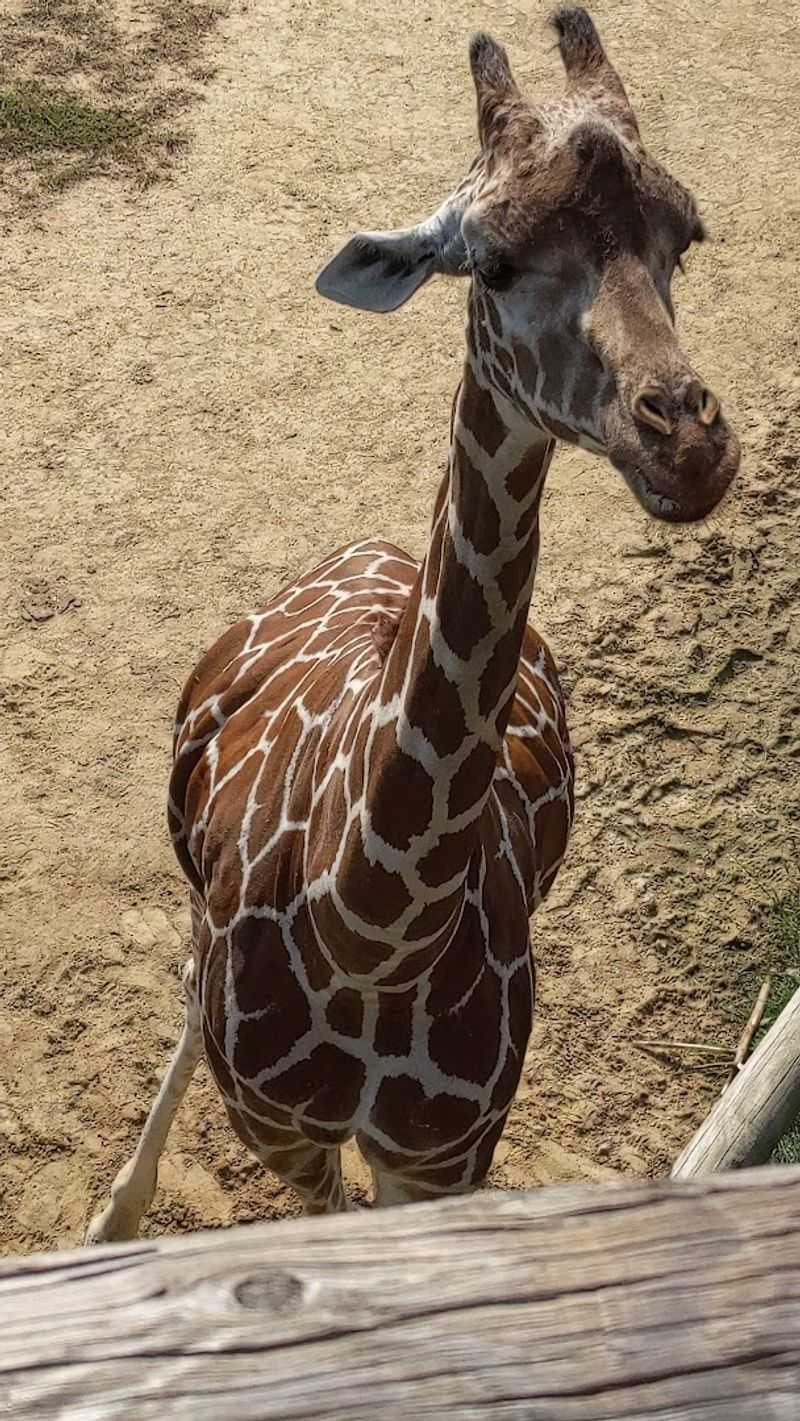 Giraffe Feeding Experience
