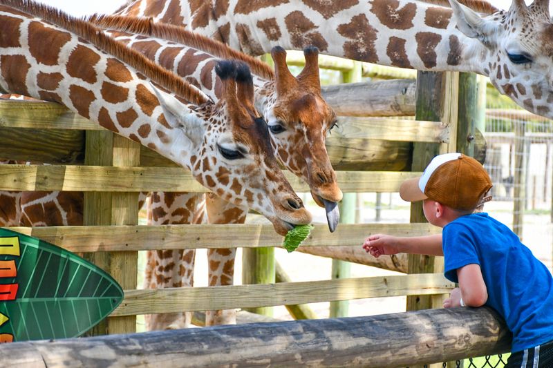 Giraffe Feeding Experience