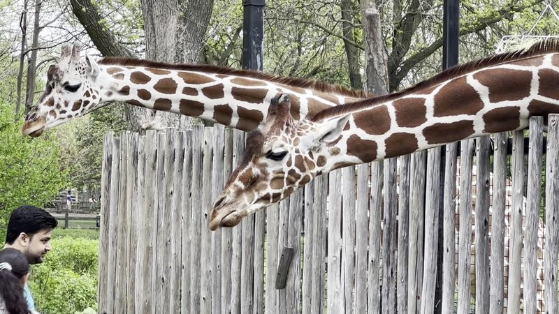 Giraffes, Peacocks, and Animals Roaming Free