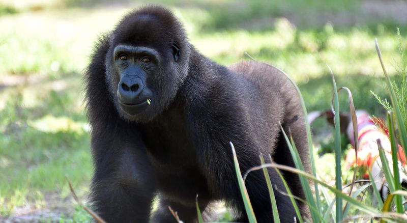 Gorillas and Great Apes Up Close