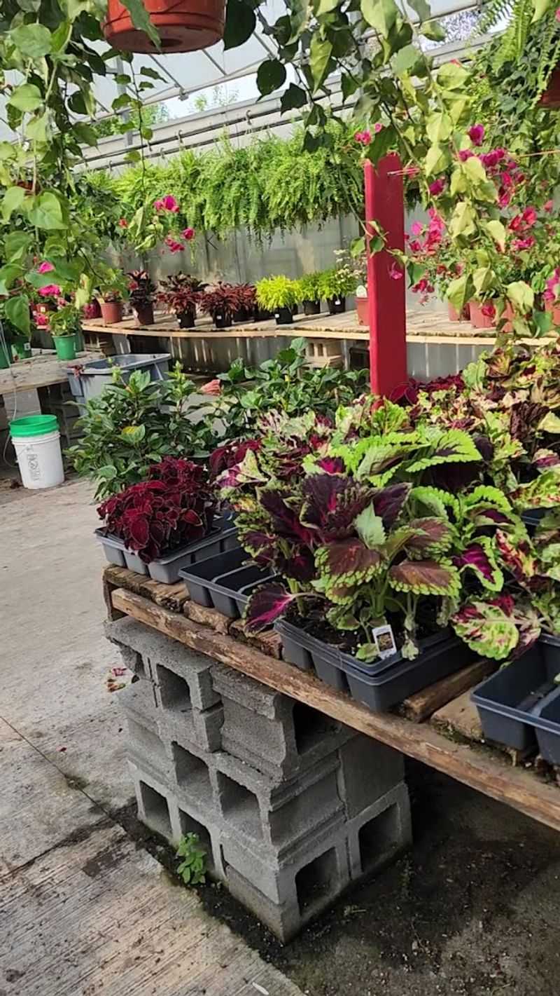 Greenhouse and Garden Center