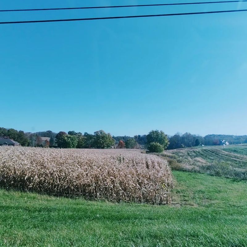 Guggisberg Cheese: Ohio's Most Famous Wheel of Swiss