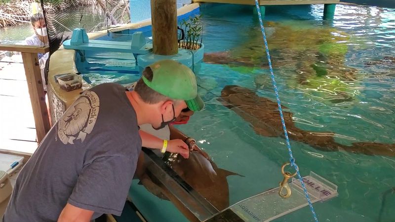 Hand-Feeding Nurse Sharks Up Close