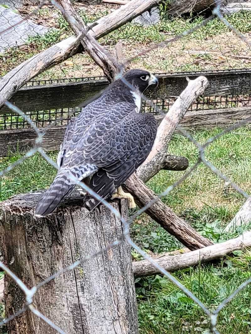 Hawk Walk Experience That Will Blow Your Mind