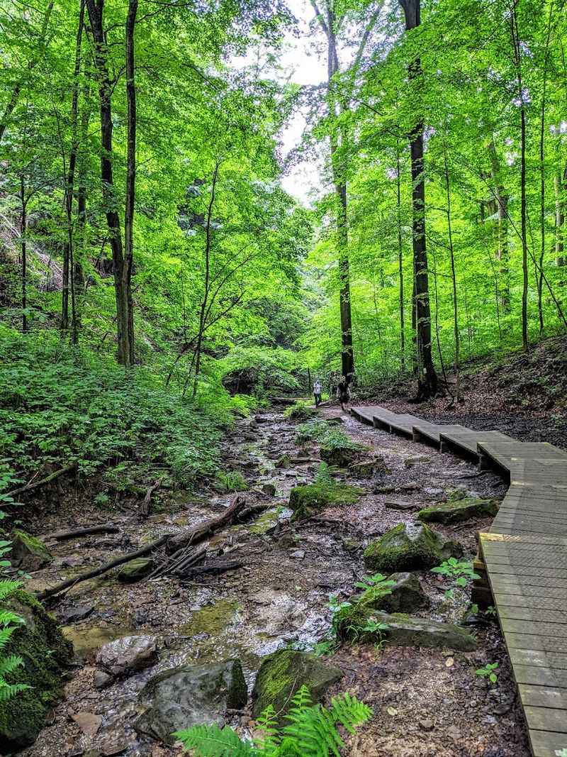 Hemlock Forest Canopy Along the Path