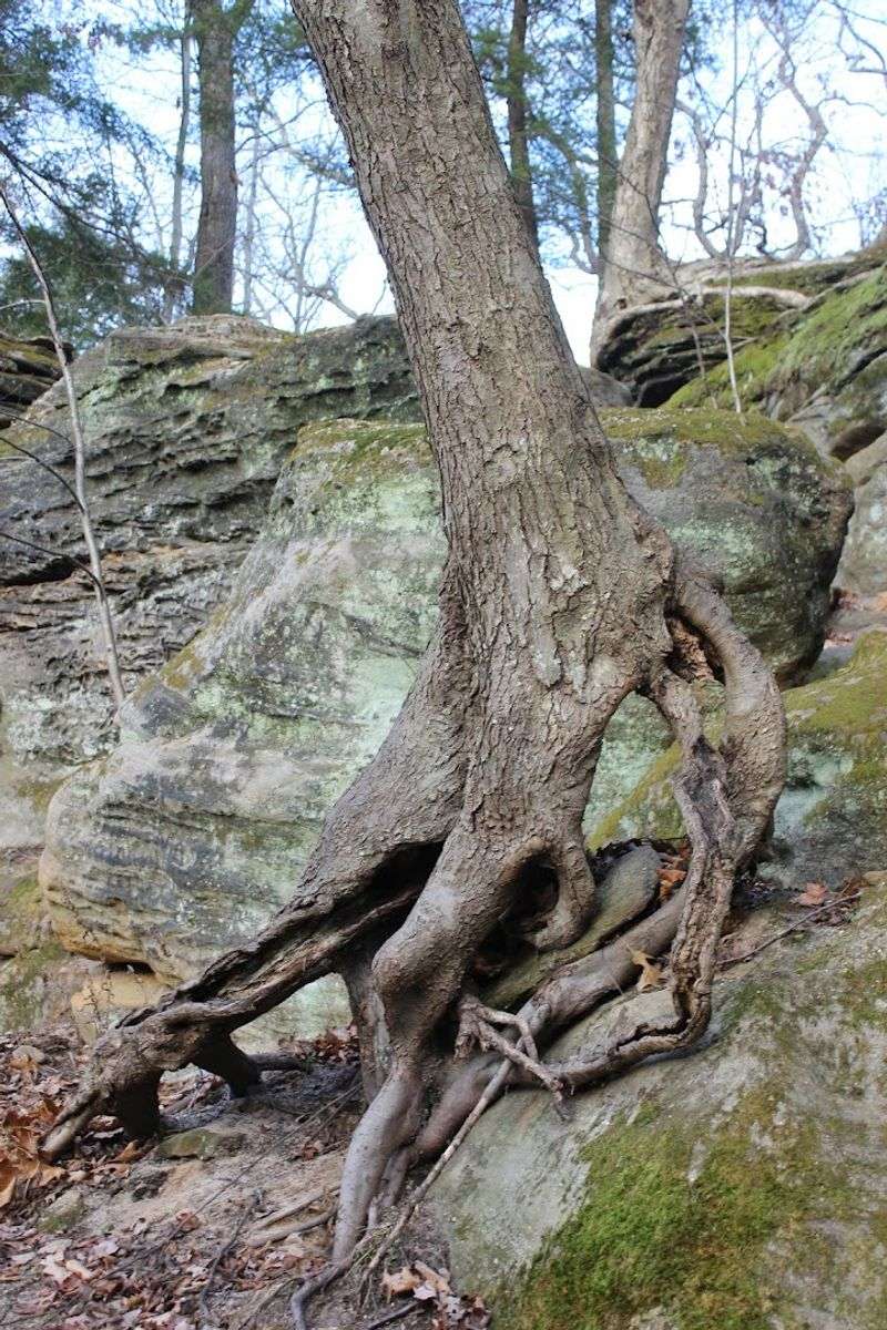 Hemlock Trees Growing Right Out of the Rocky Cliffs Hemlock Trees Growing Right Out of the Rocky Cliffs