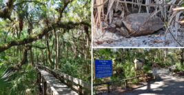Hidden Within This Florida City Is A Charming 50-Acre Park Few People Ever Discover