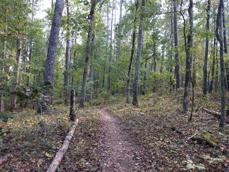 Hiking Trails That Wind Through Lush Georgia Woodland