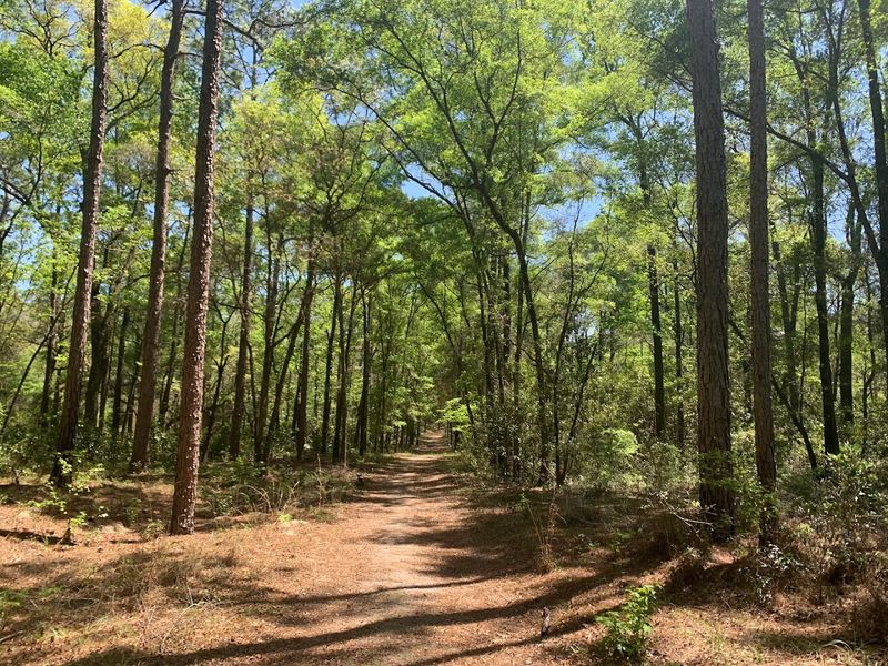 Hiking Trails That Wind Through Old Florida Wilderness