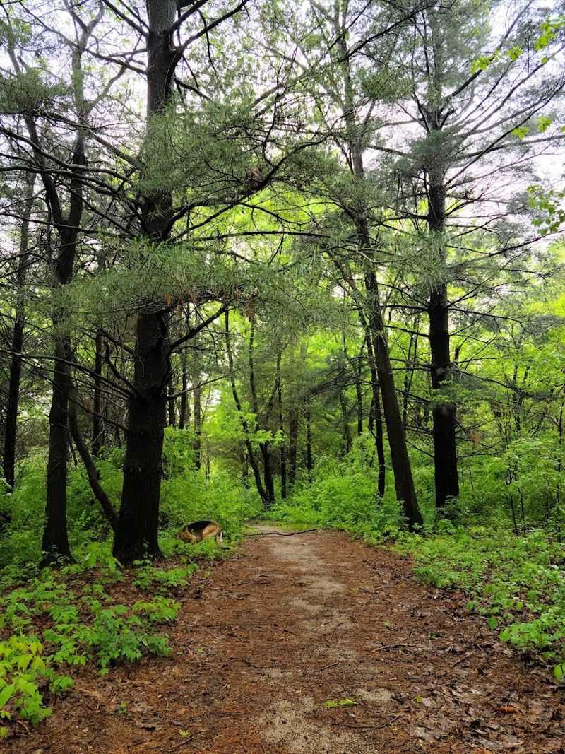 Hiking Trails Through Native Illinois Forest