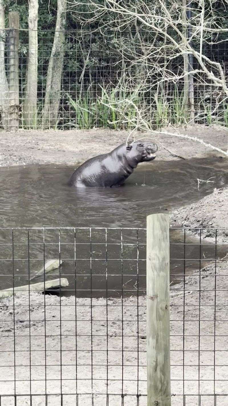 Hippo Encounter Special Experience