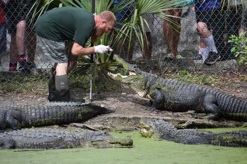 Holding a Baby Gator — A Florida Bucket List Moment