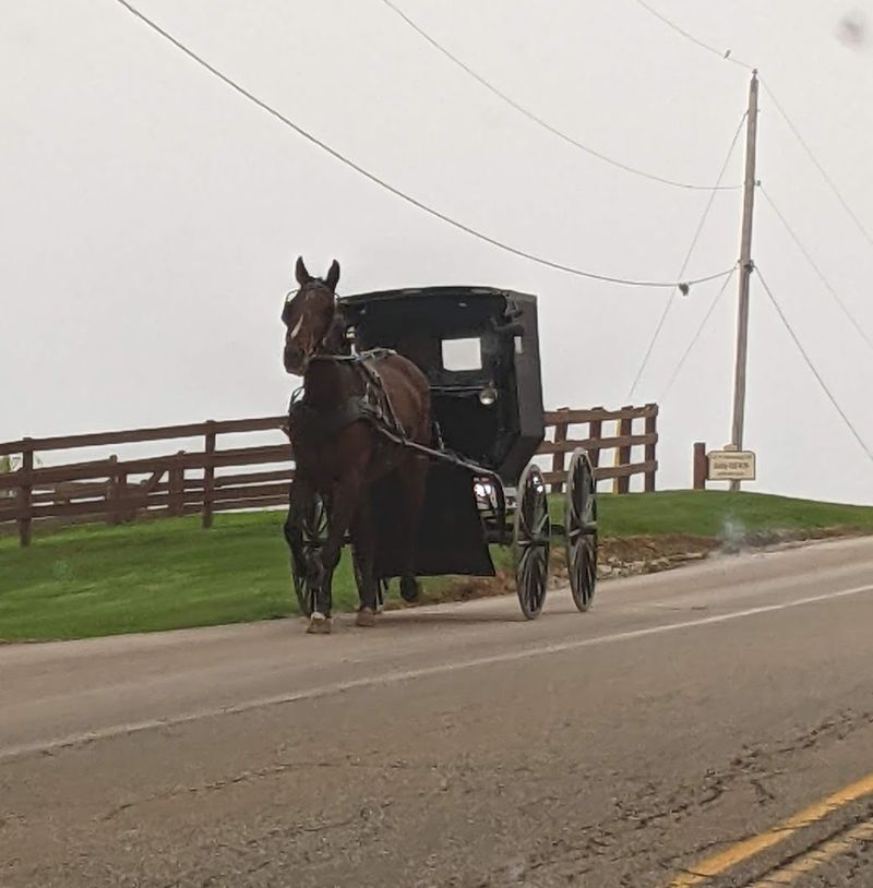 Horse-Drawn Buggies: A Living Tradition on Every Road