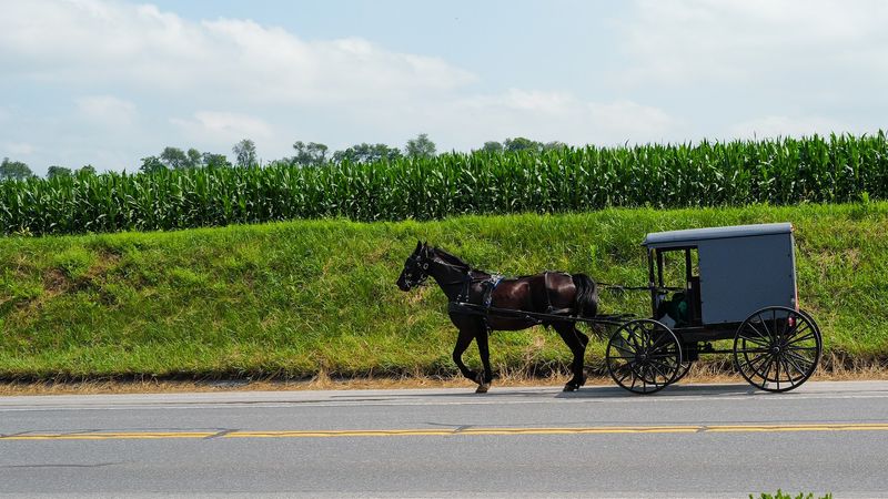 Horse-Drawn Buggy Rides Through the Countryside Horse-Drawn Buggy Rides Through the Countryside