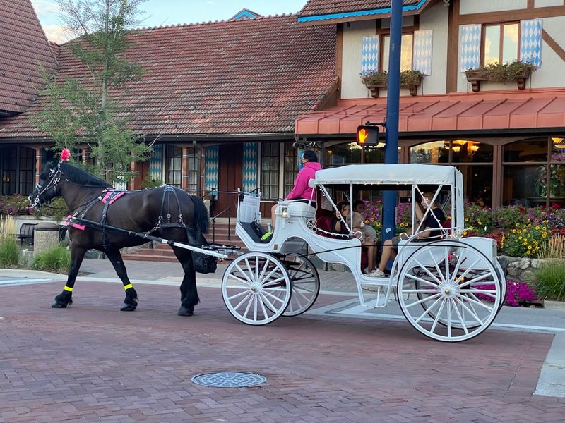Horse-Drawn Carriage Rides Around the Charming Town