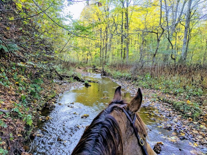 Horseback Riding Trails That Feel Like Pure Adventure