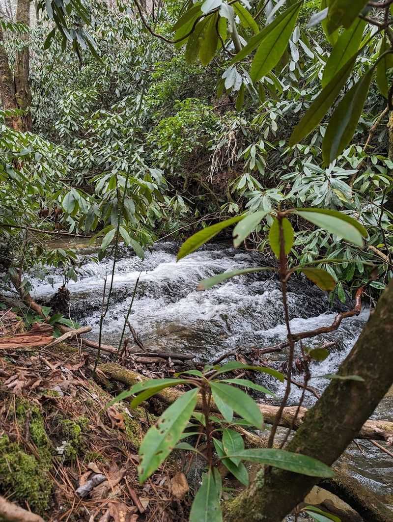 How Dog-Friendly This Hidden Gem Truly Is