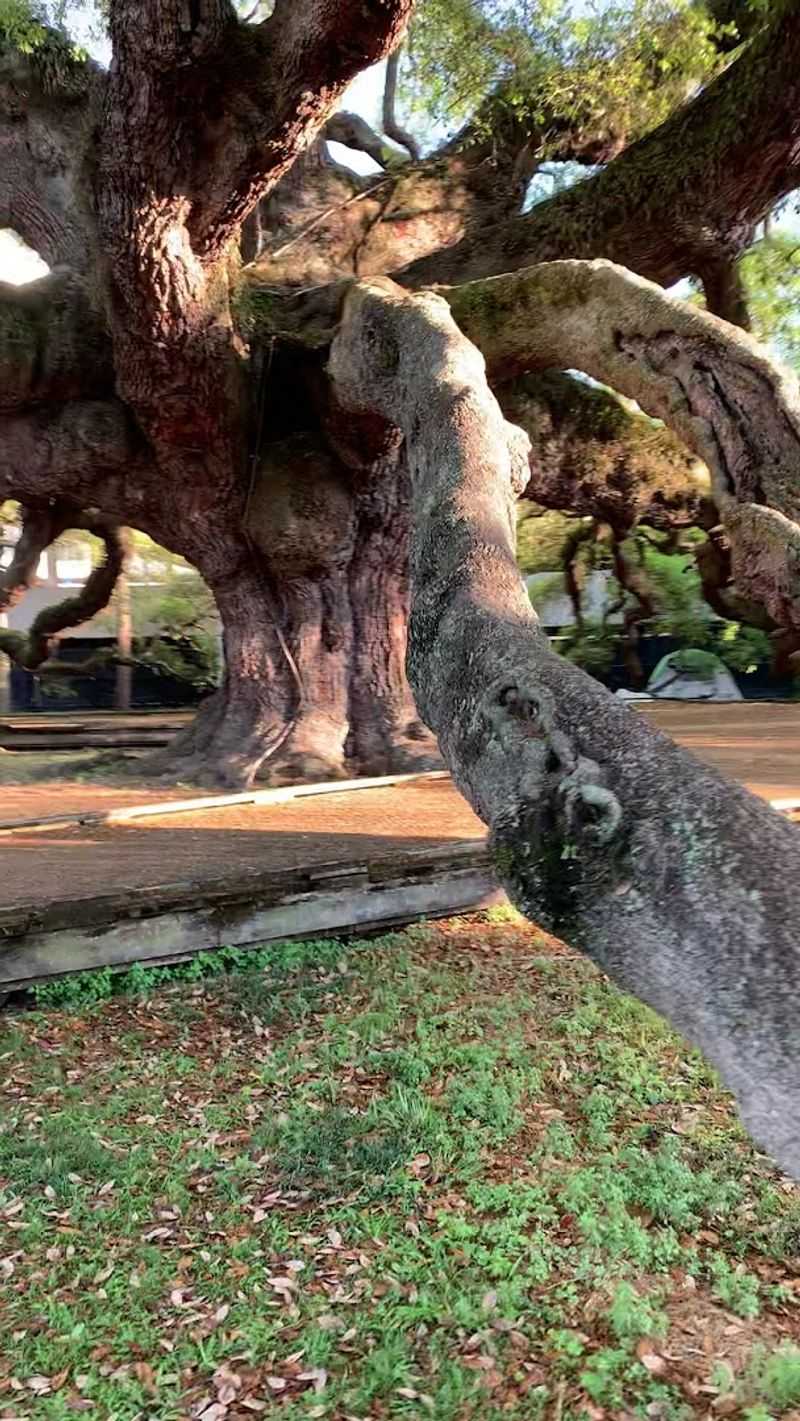 How the City Has Worked to Protect This Living Landmark How the City Has Worked to Protect This Living Landmark