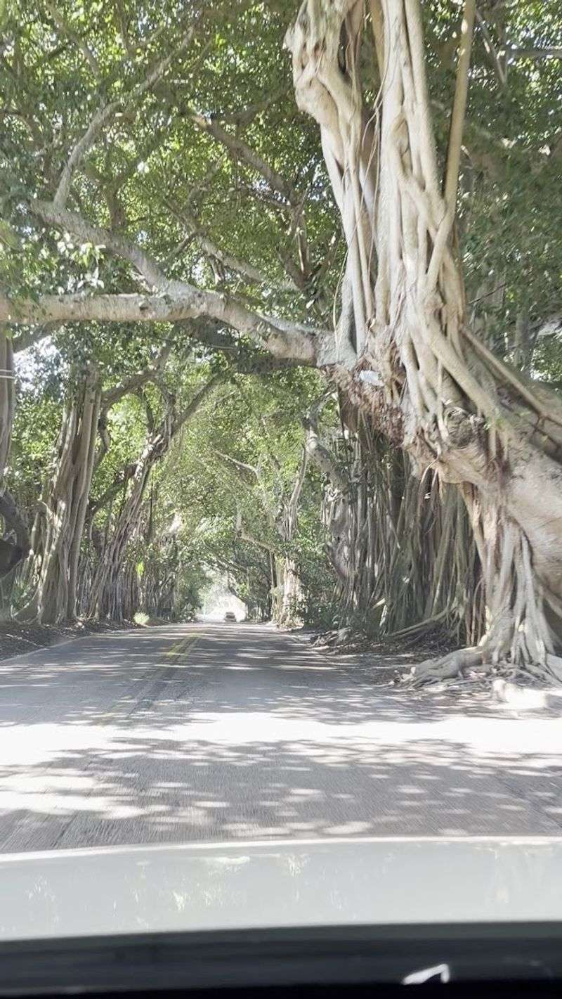 How the Tunnel Compares to Other Florida Tree Tunnels How the Tunnel Compares to Other Florida Tree Tunnels