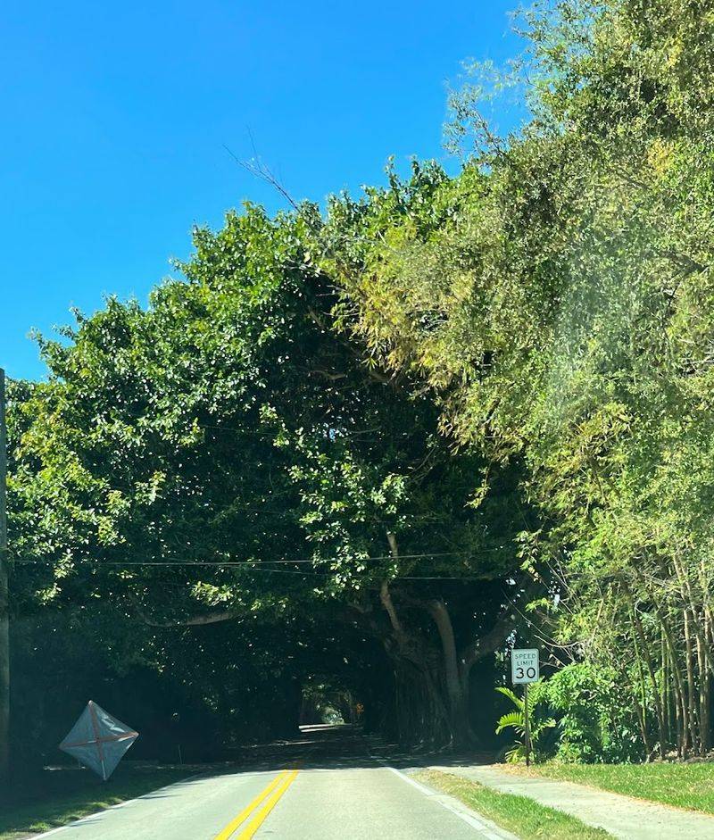 How to Get to the Banyan Tree Tunnel and Plan Your Trip How to Get to the Banyan Tree Tunnel and Plan Your Trip