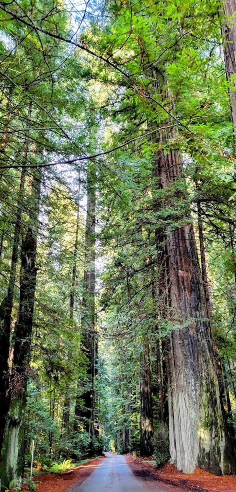 Humboldt Redwoods State Park — The Crown Jewel of the Drive