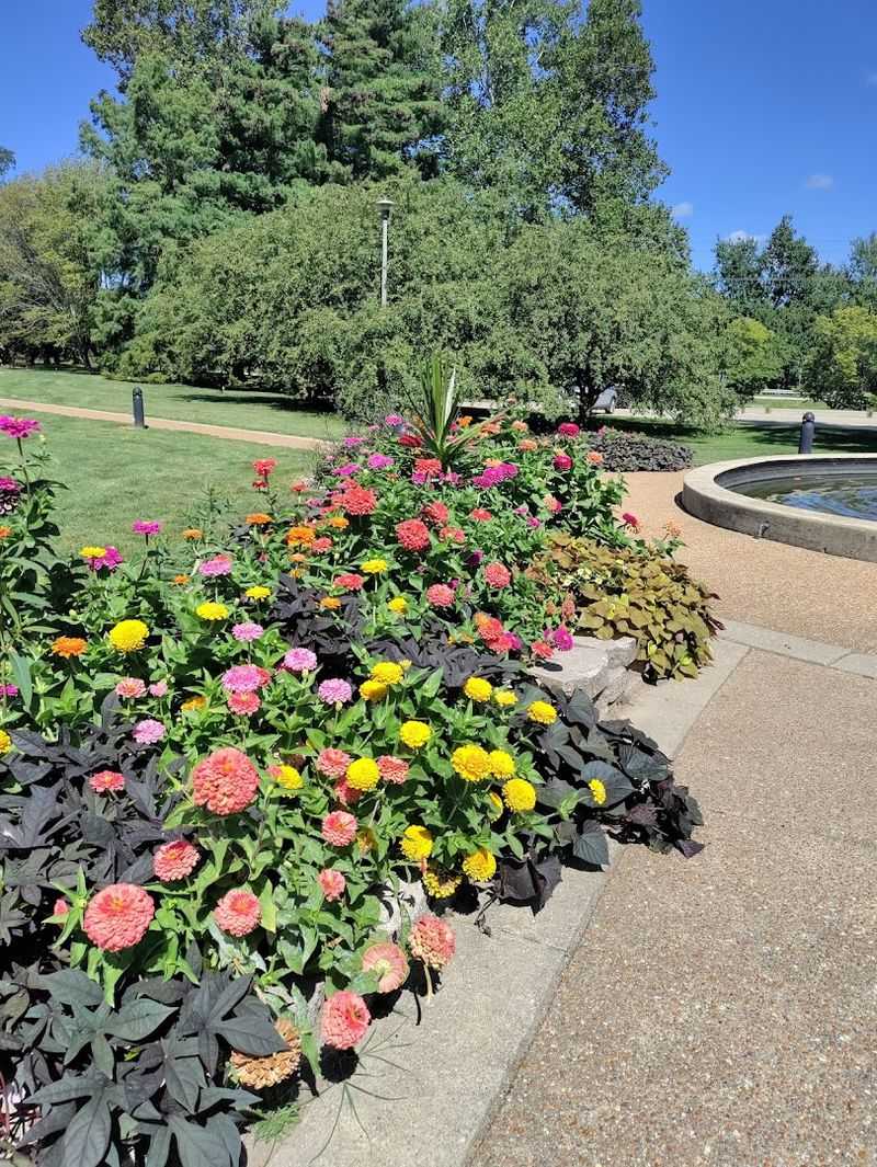 Hummingbird Garden That Gets Replanted Every Year