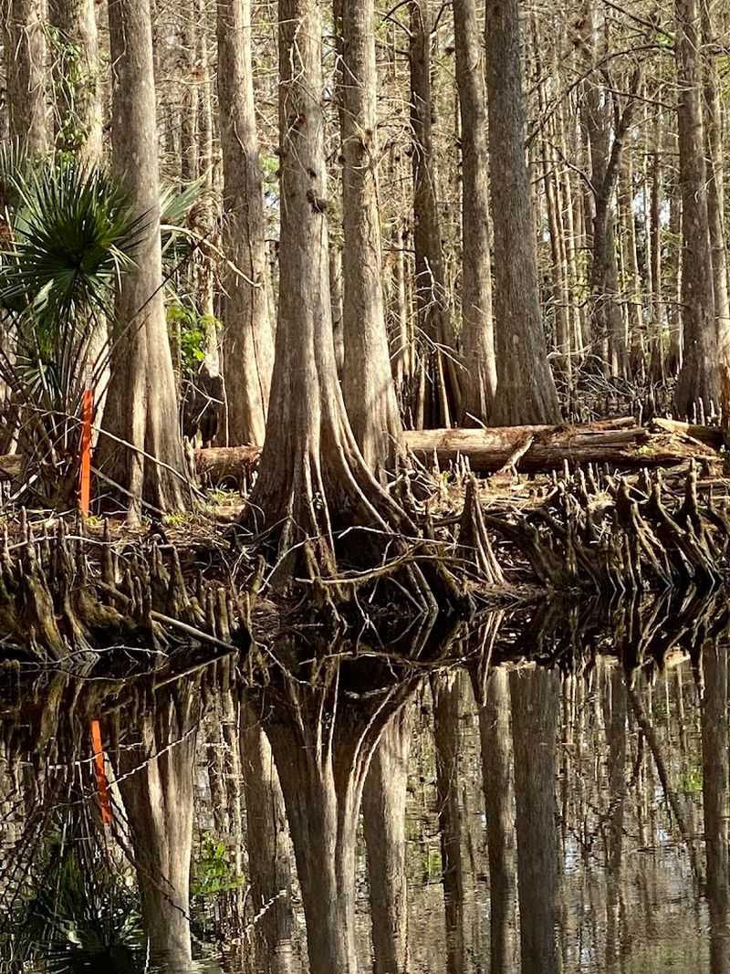 Incredible Birdwatching in a Rare Scrub Habitat