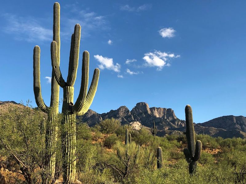 Incredible Wildlife and Desert Ecosystem