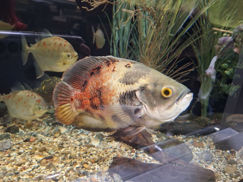 Invasive Species of the Great Lakes Educational Display