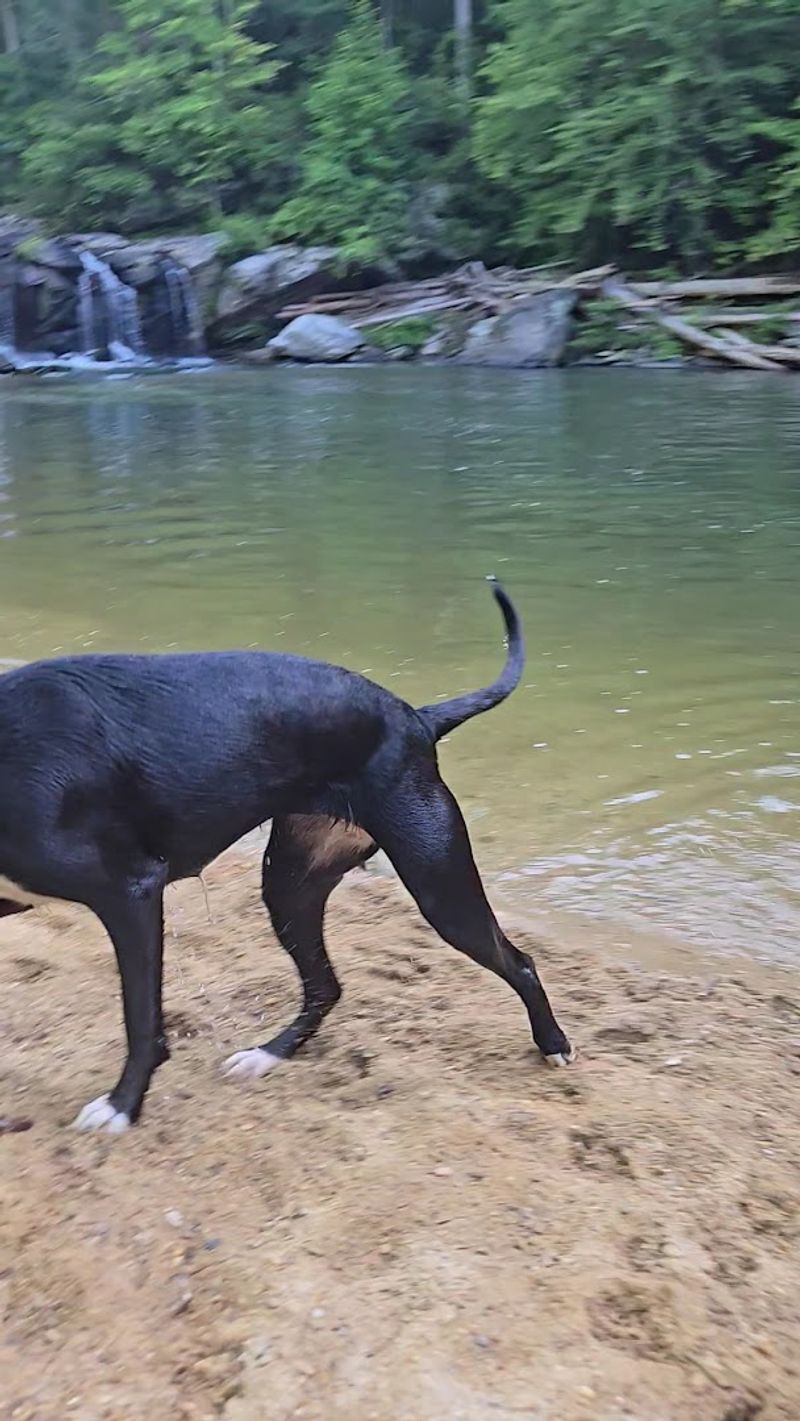 Is Riley Moore Falls Dog Friendly?
