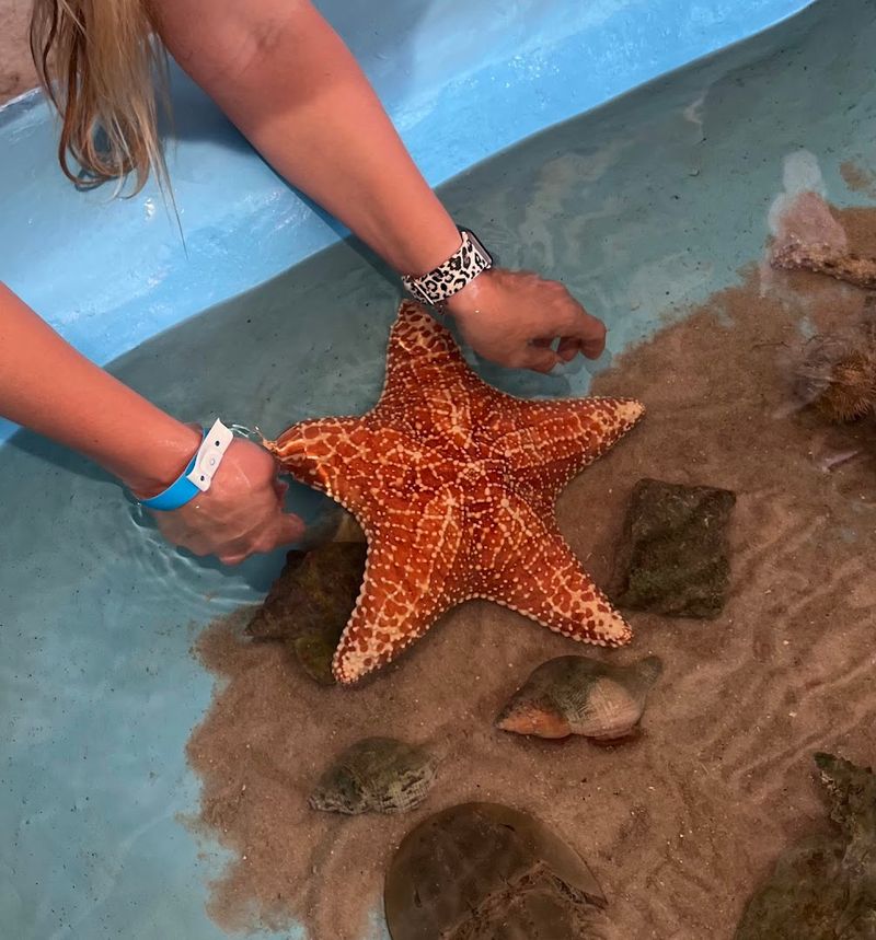 Isopod, Crab, and Starfish Touch Stations