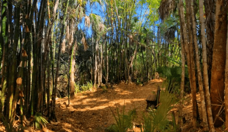 Jaw-Dropping Bamboo Groves You Have to See