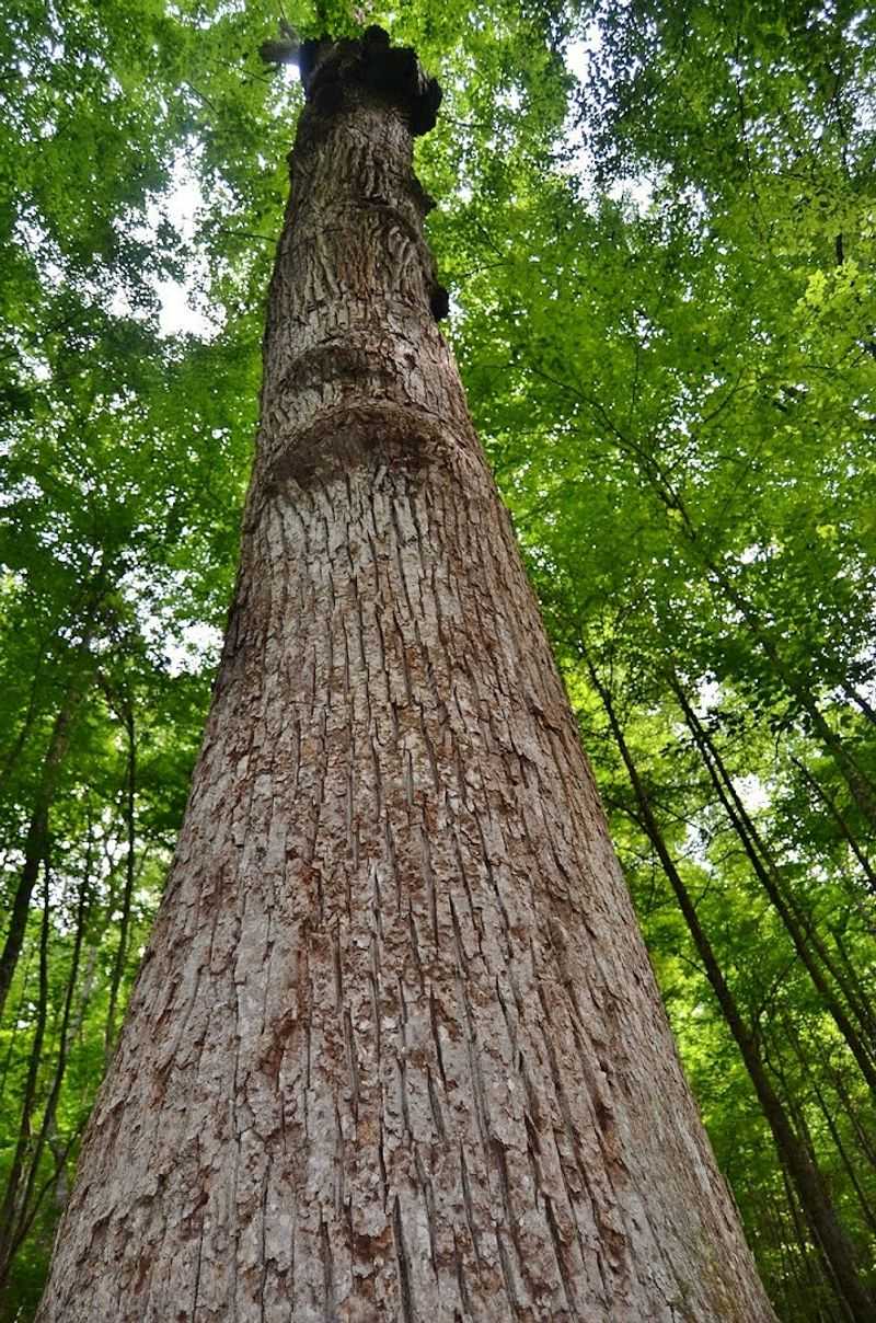 Joyce Kilmer Memorial Forest: A Living Tribute