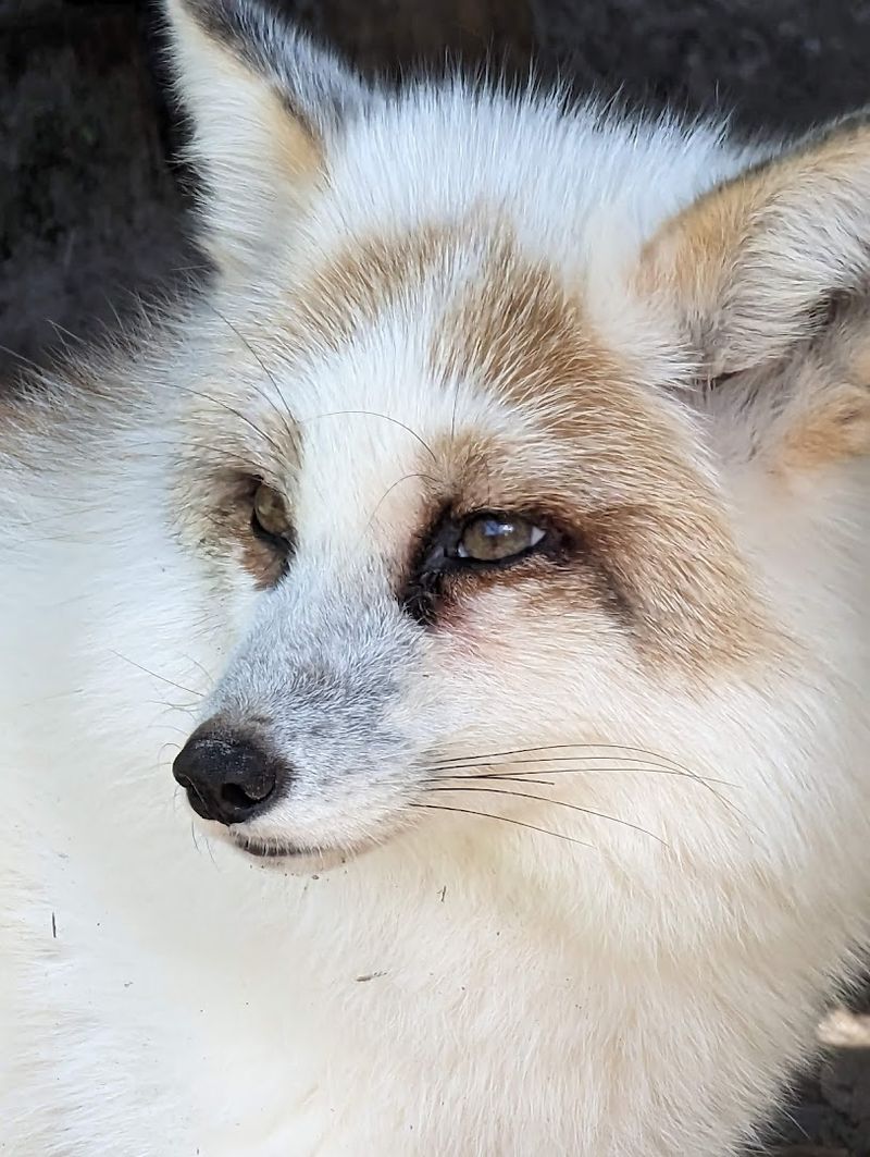 Kangaroos, Foxes, and More Surprising Residents